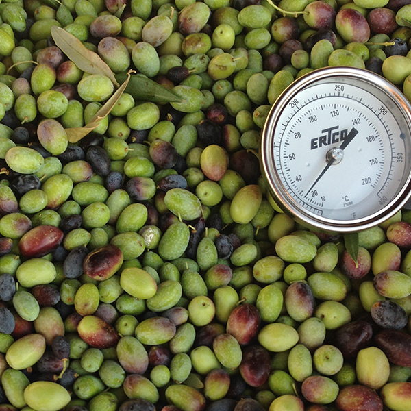 MILLING OLIVES IL Fiorello