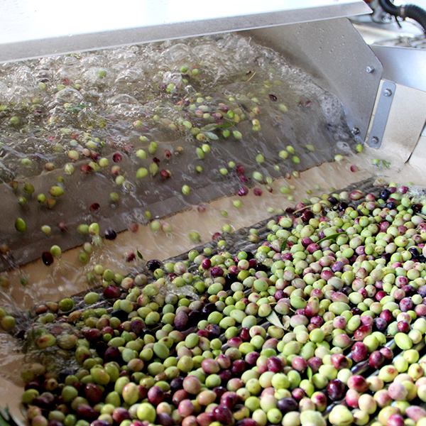 MILLING OLIVES IL Fiorello