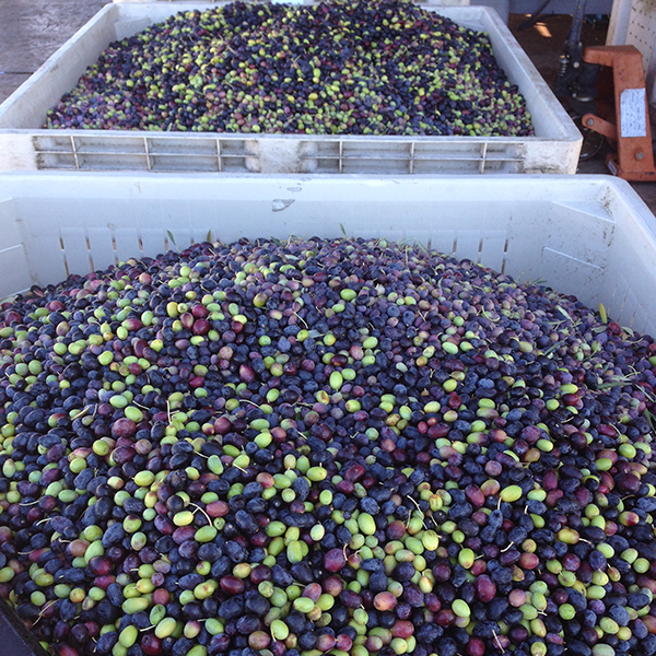MILLING OLIVES IL Fiorello