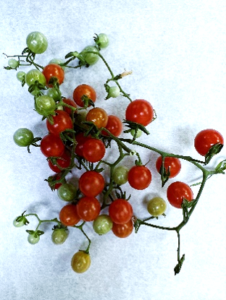 Current Tomatoes